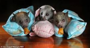 orphaned flying foxes